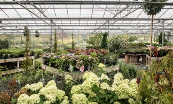 De Helleborus, zorgeloze tuinplant vol toekomst 12