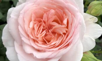 Elf buitenrozen voortaan ‘Excellence Roses’ 11