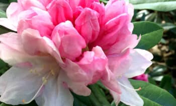 Terug van nooit weggeweest: de rododendron 11