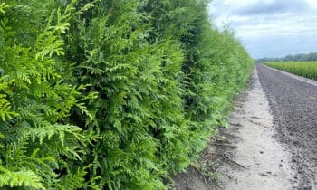 Terug van weggeweest: de haagconifeer 11