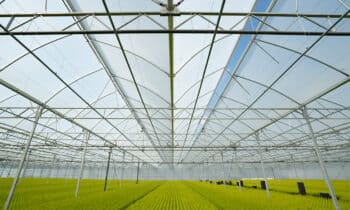 Breng het licht tot diep in de plant 12