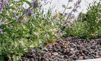 ‘Leaudegem’ is geen rocket science, maar puur natuur 9