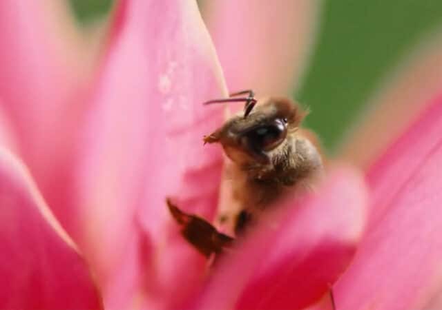 Tips & tricks voor een bij-vriendelijke tuin 3