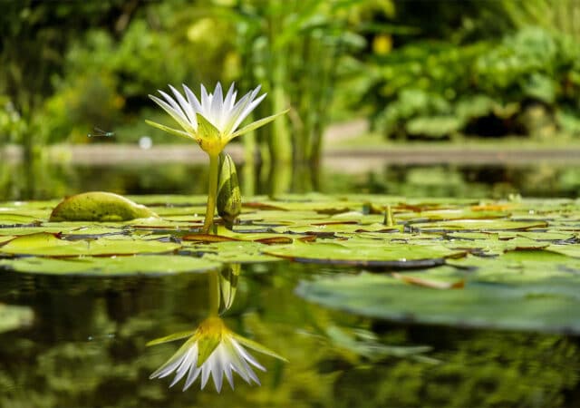 Vijververzorging met natuurlijke producten 2