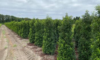 Het hele jaar door een groene tuin met Portugese laurier 12