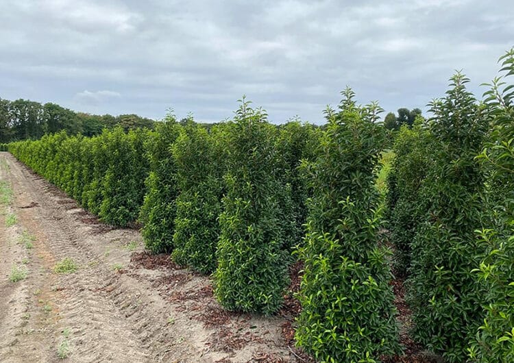 Het hele jaar door een groene tuin met Portugese laurier 2