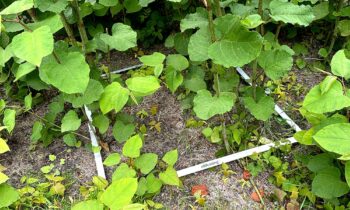 Elektriciteit bestrijdt Japanse duizendknoop 10