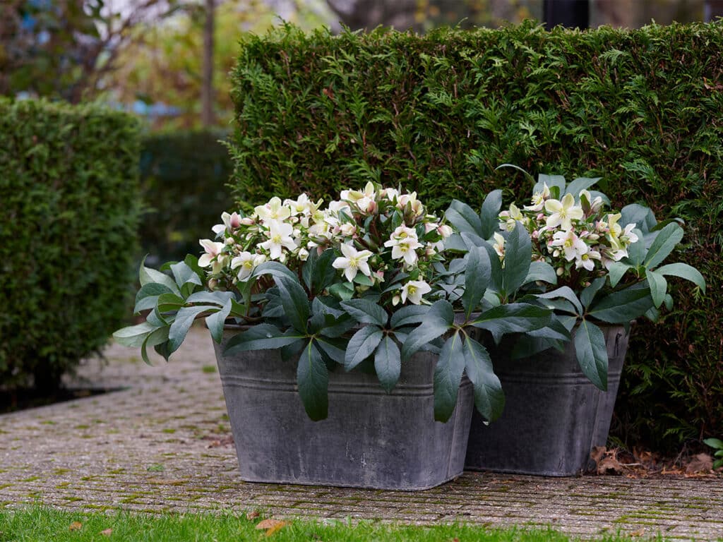 De Helleborus, zorgeloze tuinplant vol toekomst 2