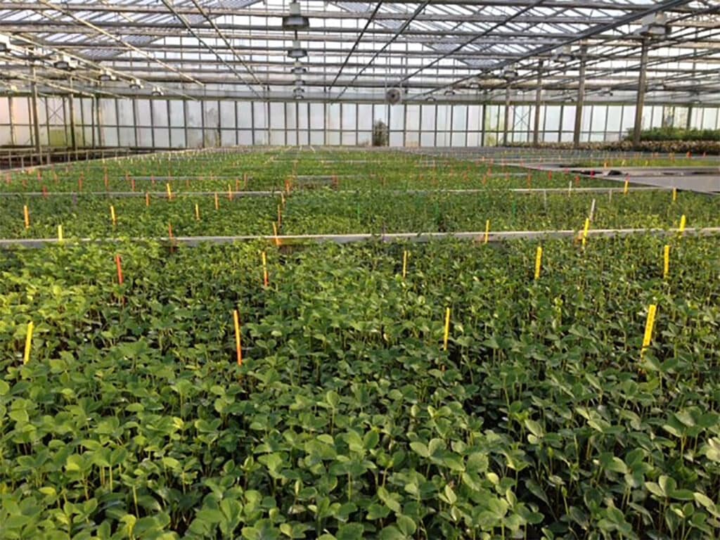 De Helleborus, zorgeloze tuinplant vol toekomst 1