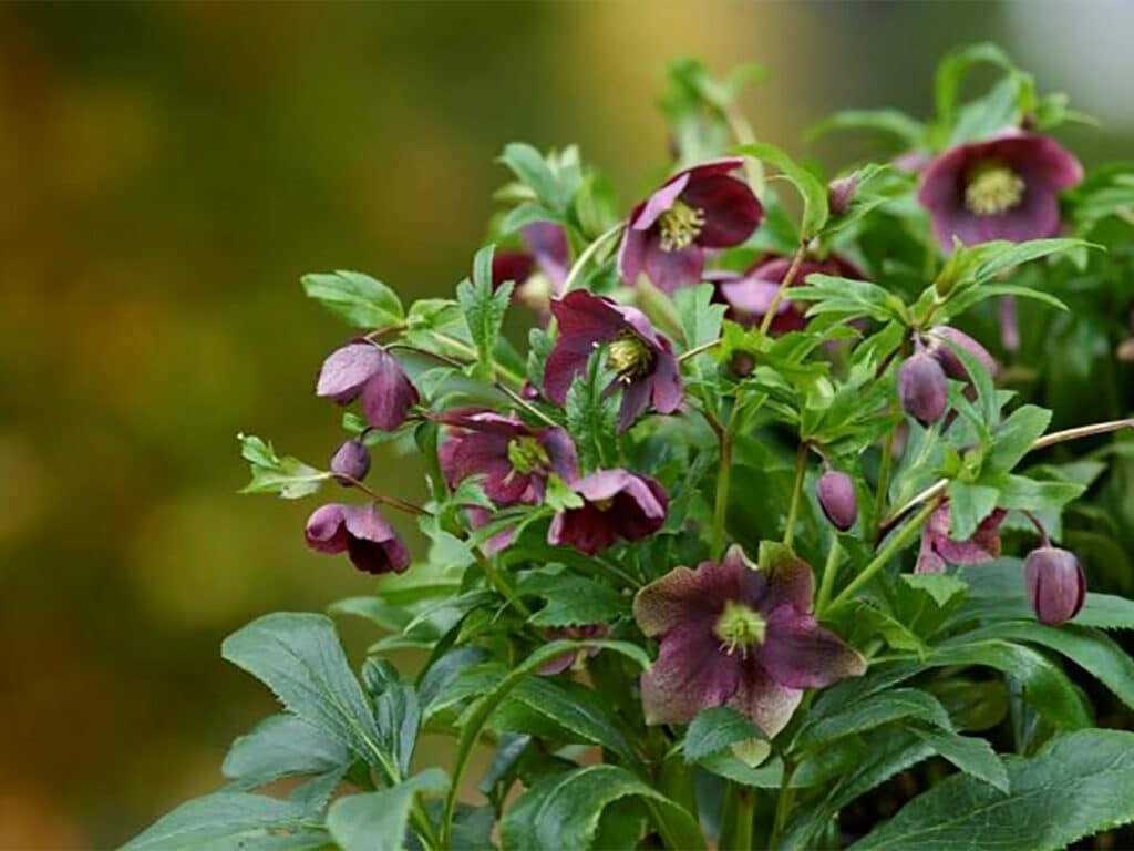 De Helleborus, zorgeloze tuinplant vol toekomst 3