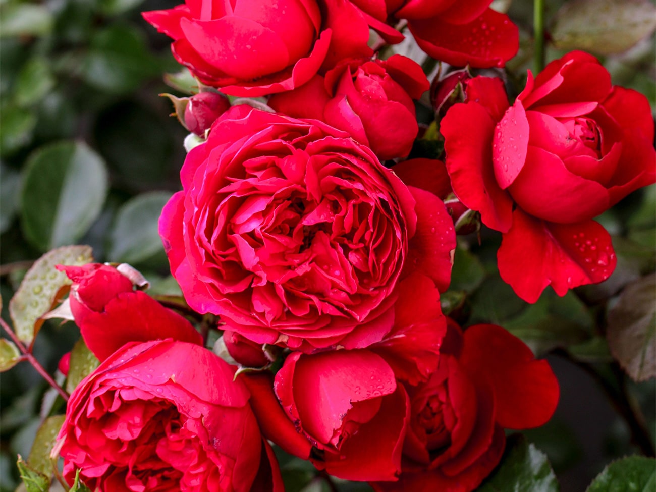 Elf buitenrozen voortaan ‘Excellence Roses’ 1