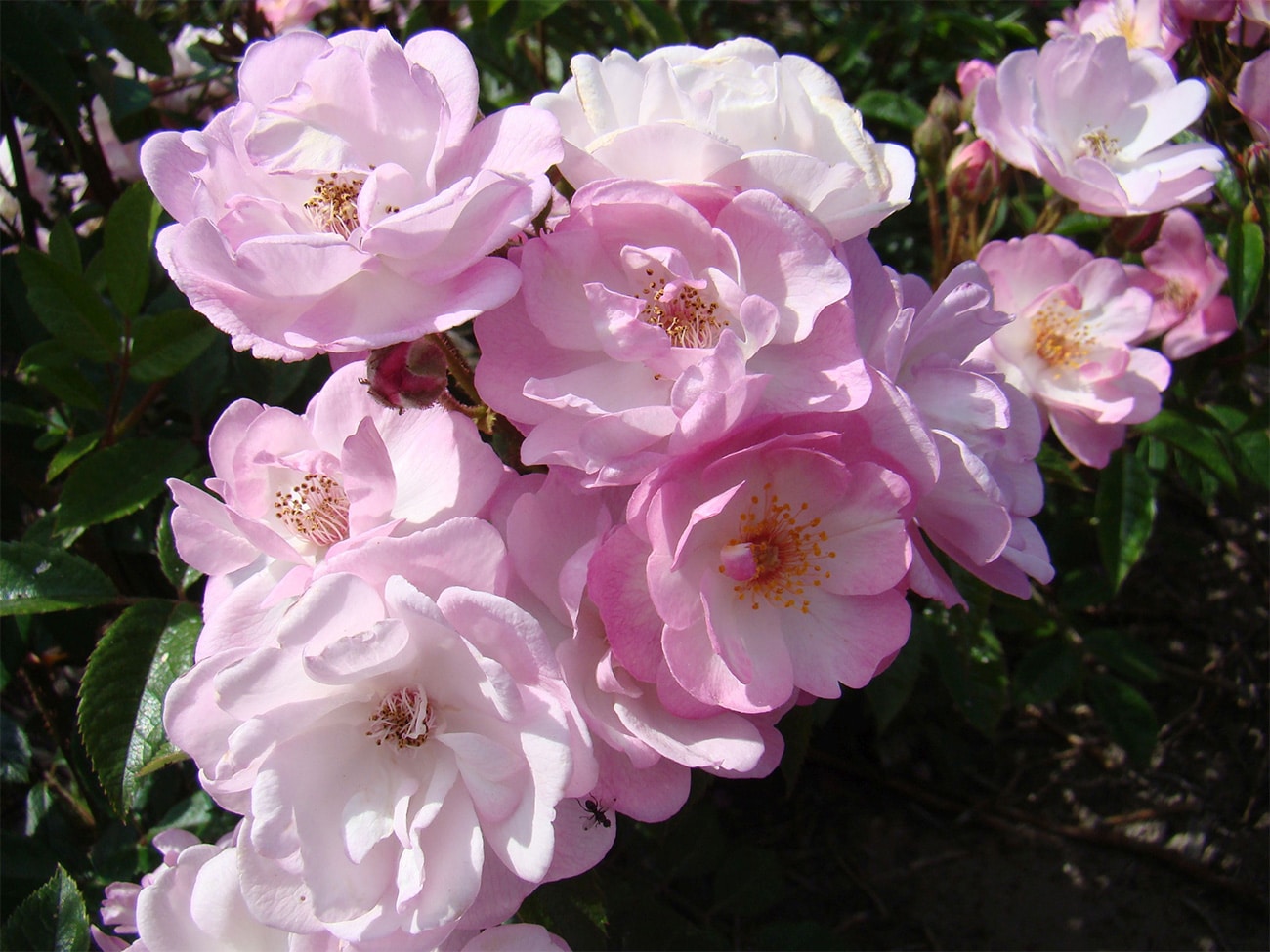 Elf buitenrozen voortaan ‘Excellence Roses’ 6