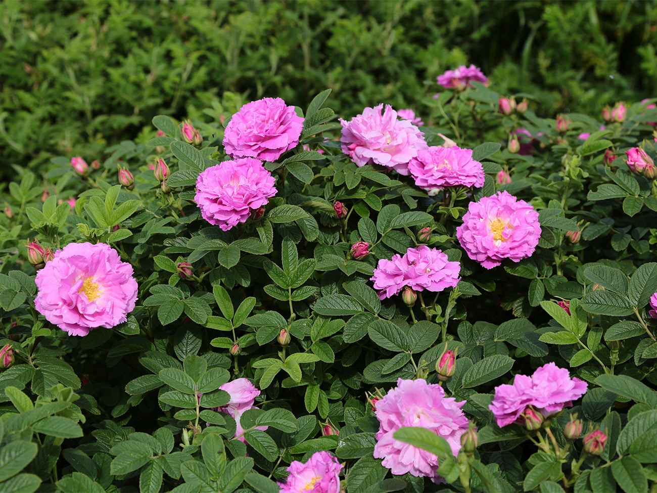 Elf buitenrozen voortaan ‘Excellence Roses’ 7