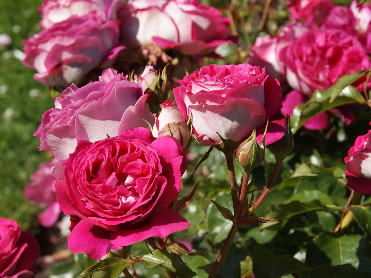 Elf buitenrozen voortaan ‘Excellence Roses’ 2