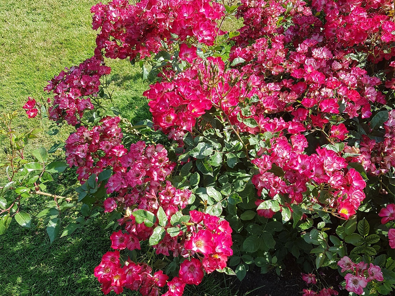 Elf buitenrozen voortaan ‘Excellence Roses’ 3