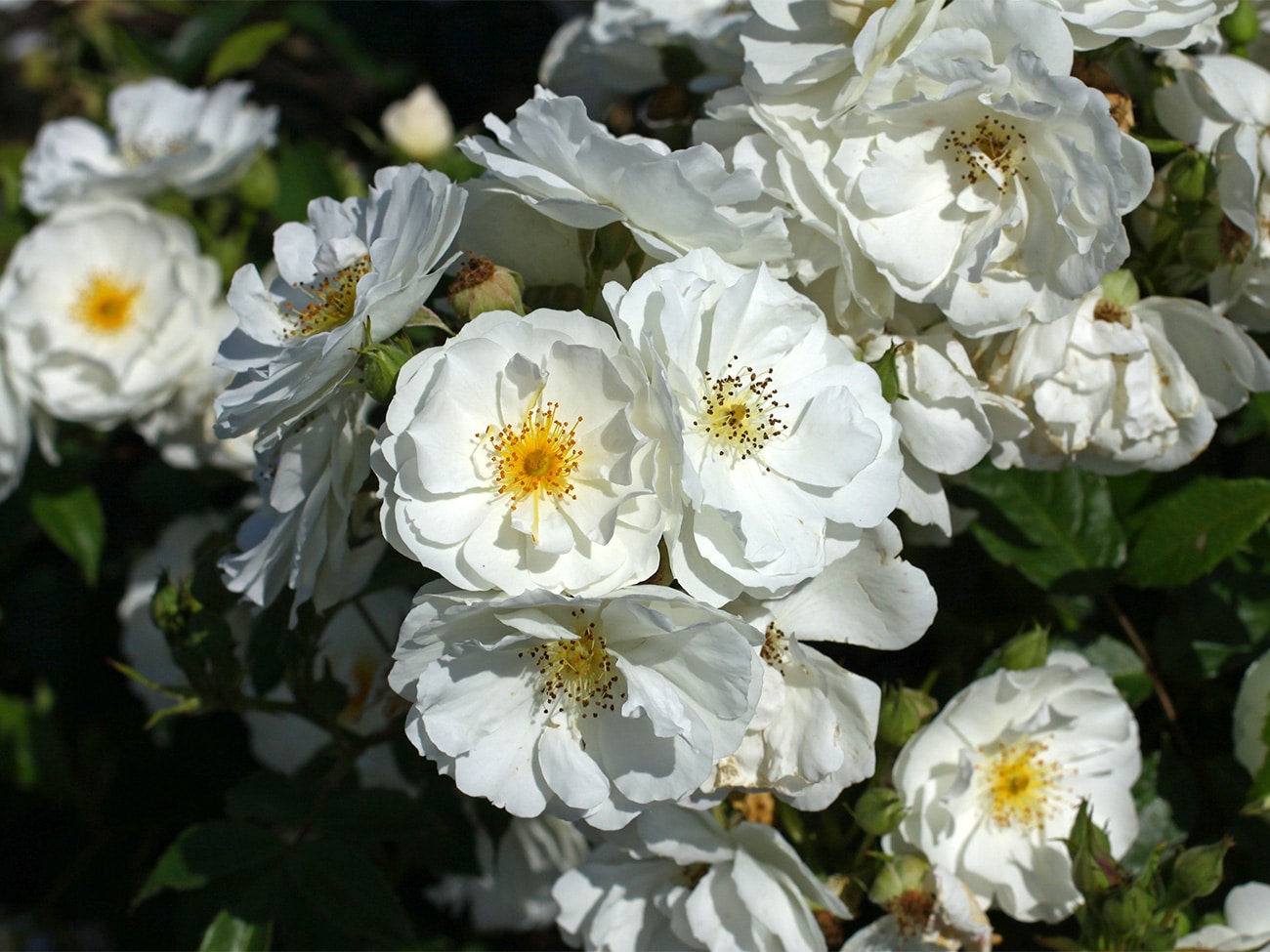 Elf buitenrozen voortaan ‘Excellence Roses’ 8