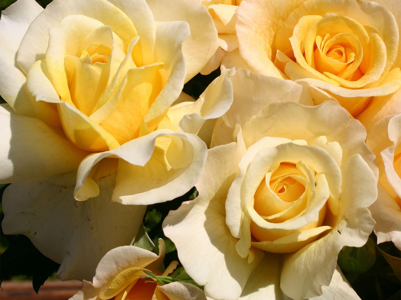 Elf buitenrozen voortaan ‘Excellence Roses’ 5