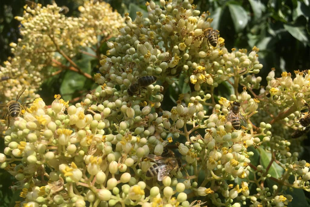 Kleine boomsoorten met een grote impact 1