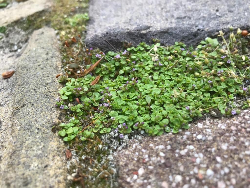 Voegen vol groen 1