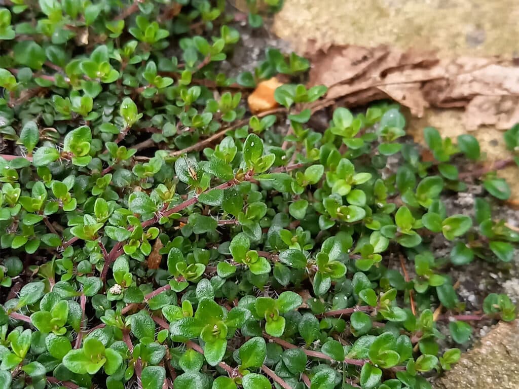 Voegen vol groen 3