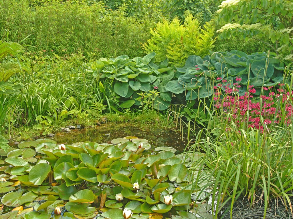 Ontdek nut, schoonheid en plezier van waterpartijen in de tuin 2