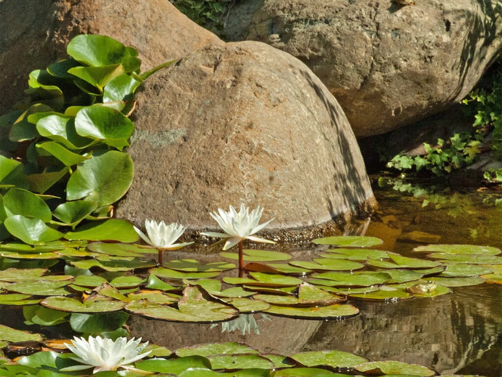 Ontdek nut, schoonheid en plezier van waterpartijen in de tuin 1