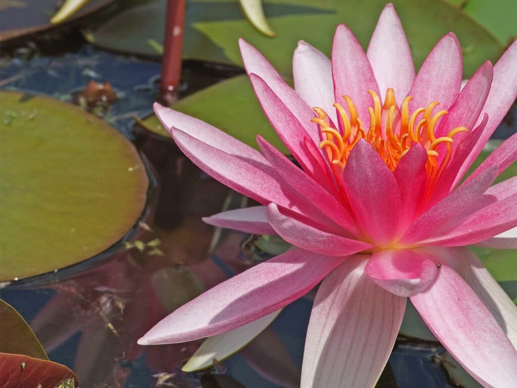 Ontdek nut, schoonheid en plezier van waterpartijen in de tuin 3