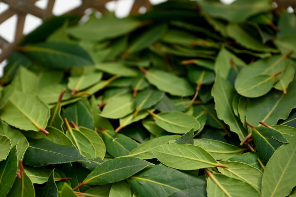 Laurier, anders bekeken 3