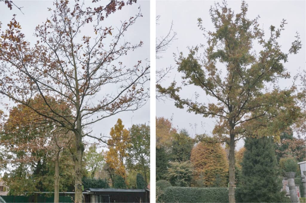 Blaas bomen onder stress nieuw leven in 1