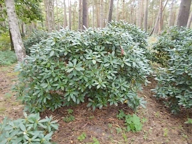 Terug van nooit weggeweest: de rododendron 1