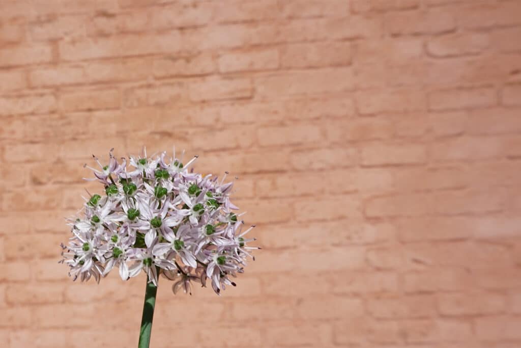 Ga tegen de natuur in, en je verliest altijd 1