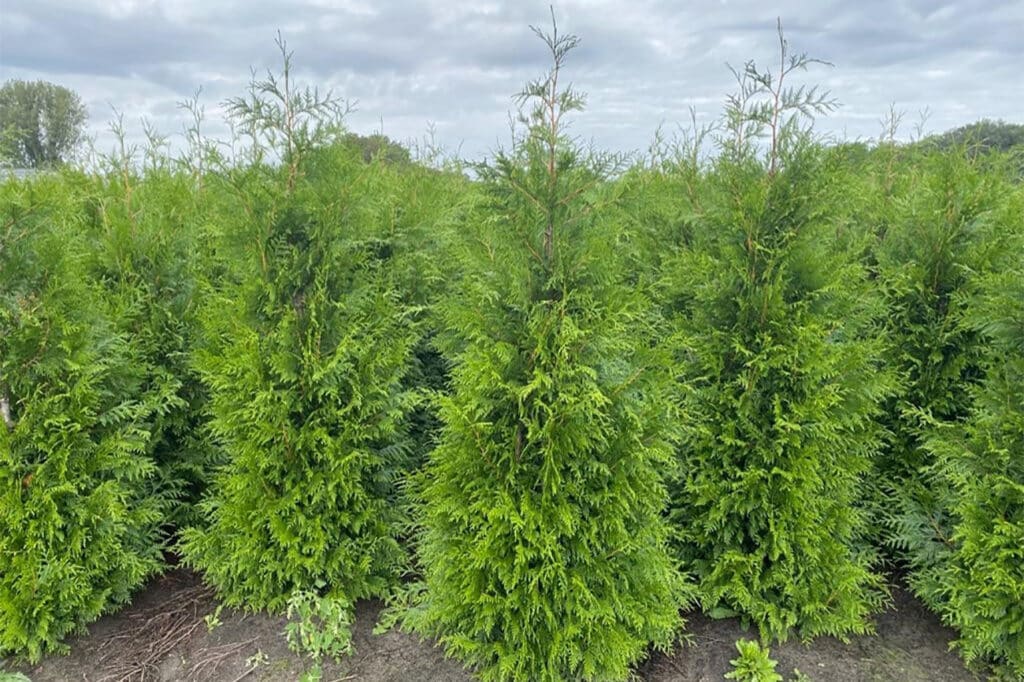 Terug van weggeweest: de haagconifeer 1