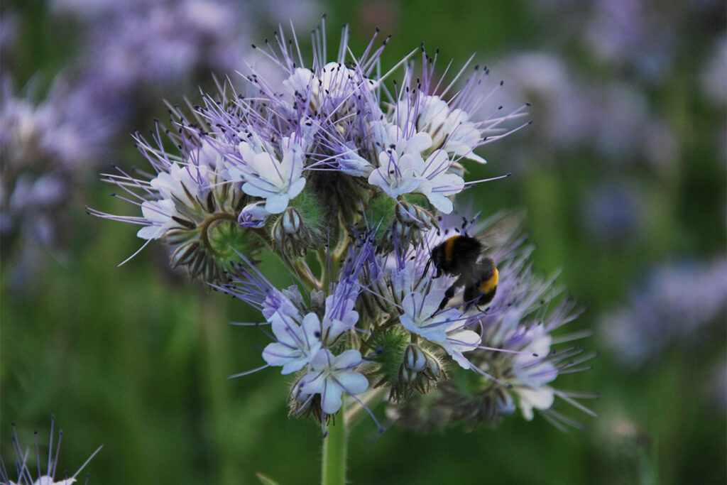 Biodivers bloemengazon start met een visie 1