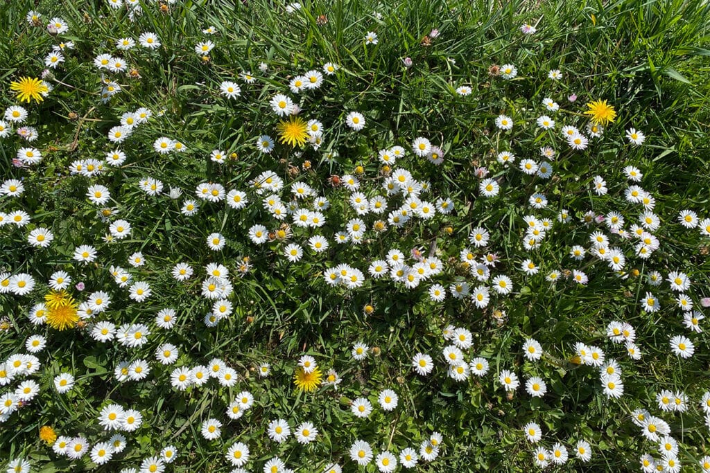 Biodivers bloemengazon start met een visie 2