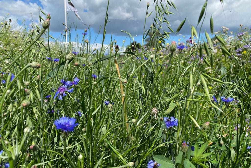 Biodivers bloemengazon start met een visie 3