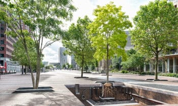 Boombunkers als ideale groeiplaats voor volwassen bomen 4