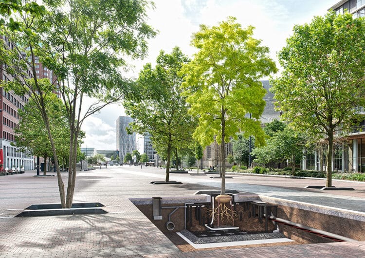 Boombunkers als ideale groeiplaats voor volwassen bomen 2