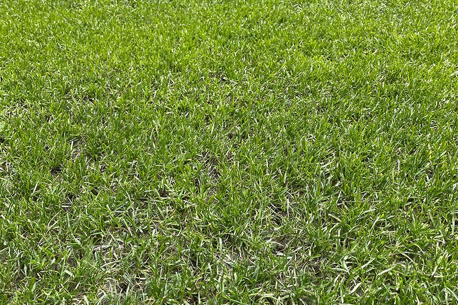 A quality playing field thanks to high-performance products: the vision of an experienced field manager 1