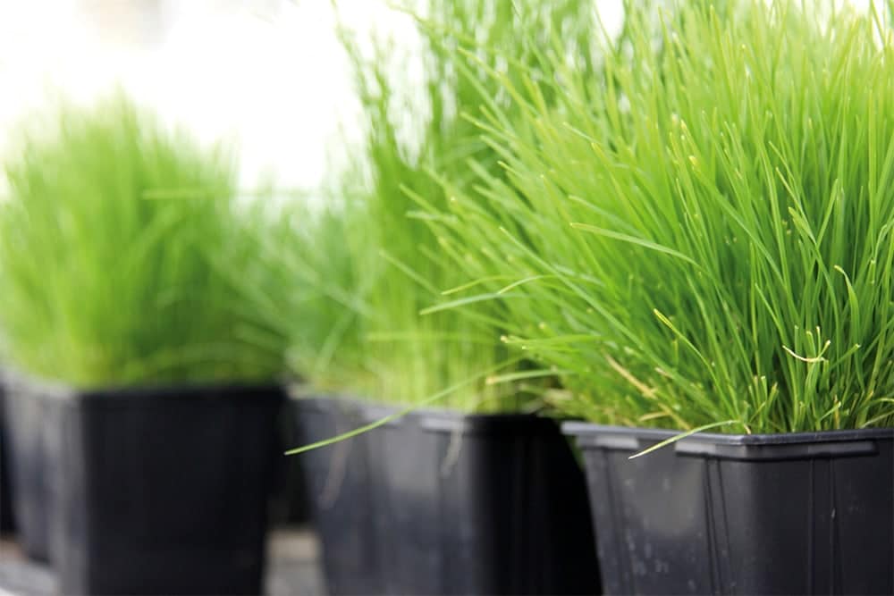 Bescherm het kiemproces 1