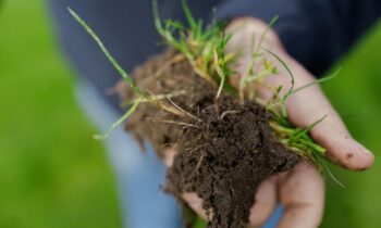 Aangepaste grassoorten: mix & match 6