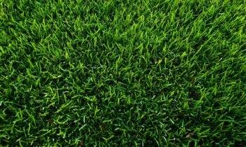 Innovatieve meststof voor gelijkmatig groeiend gras 5