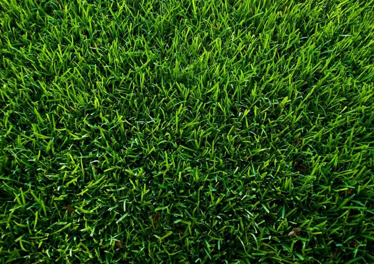 Innovatieve meststof voor gelijkmatig groeiend gras 3