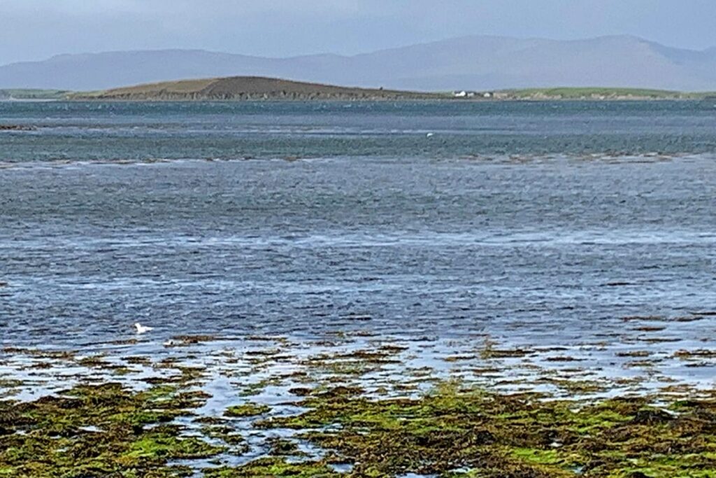 De kracht van zeewier voor bodem, plant én … dier 1