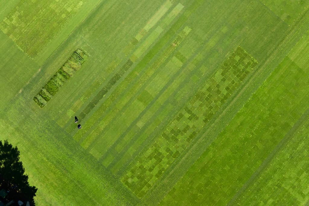 Wit struisgras gaat strijd aan met dollar spot 1