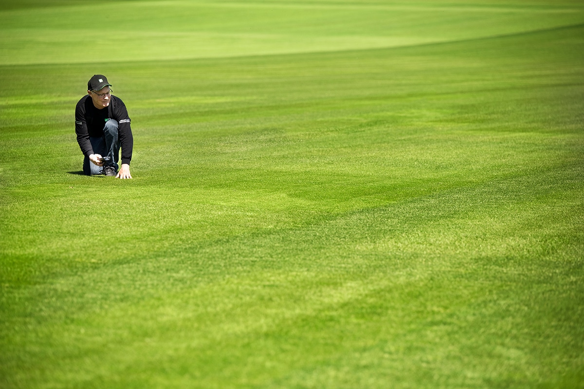 Wit struisgras gaat strijd aan met dollar spot 10
