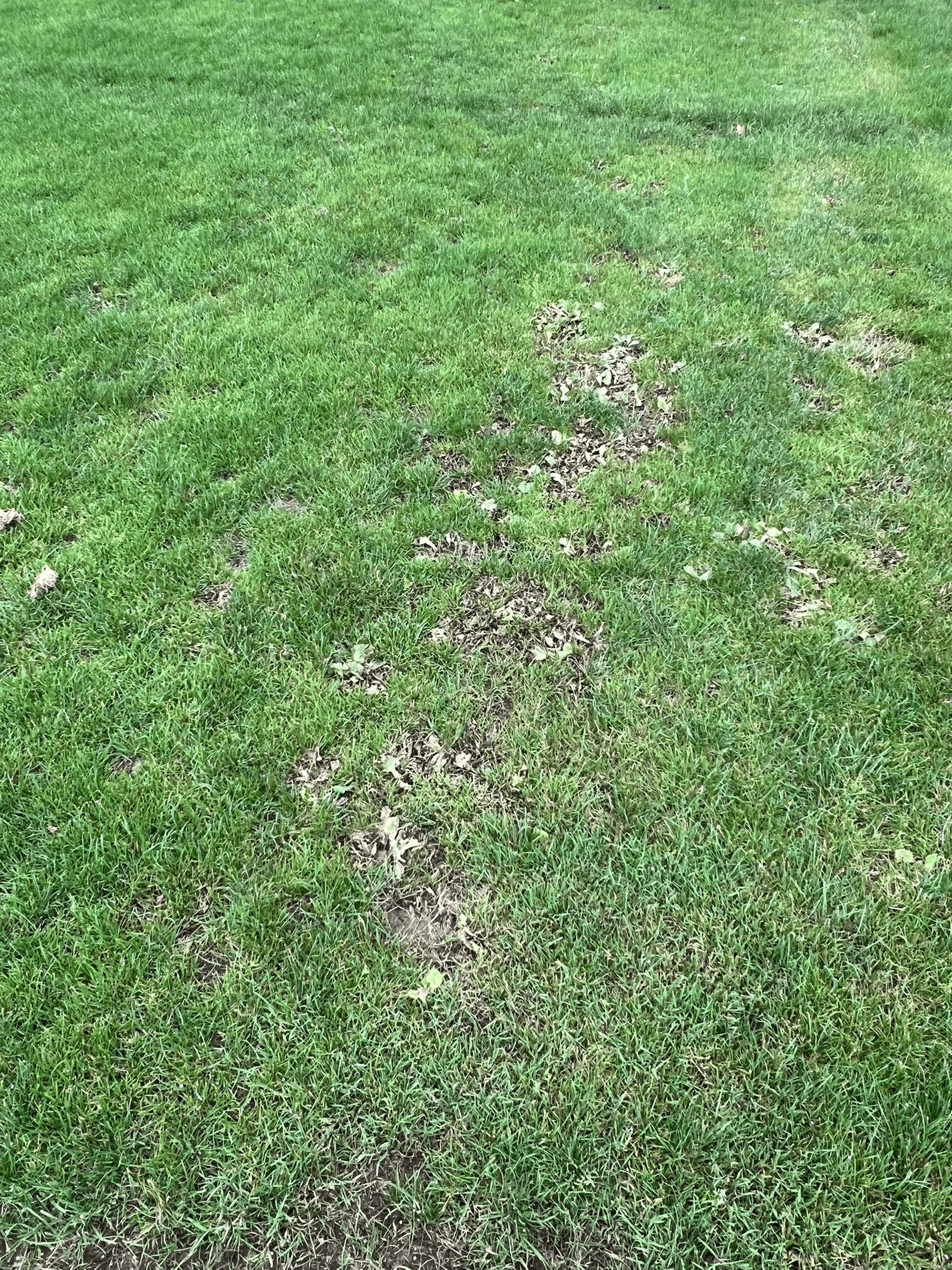 Four steps towards a weed-free natural grass pitch 3
