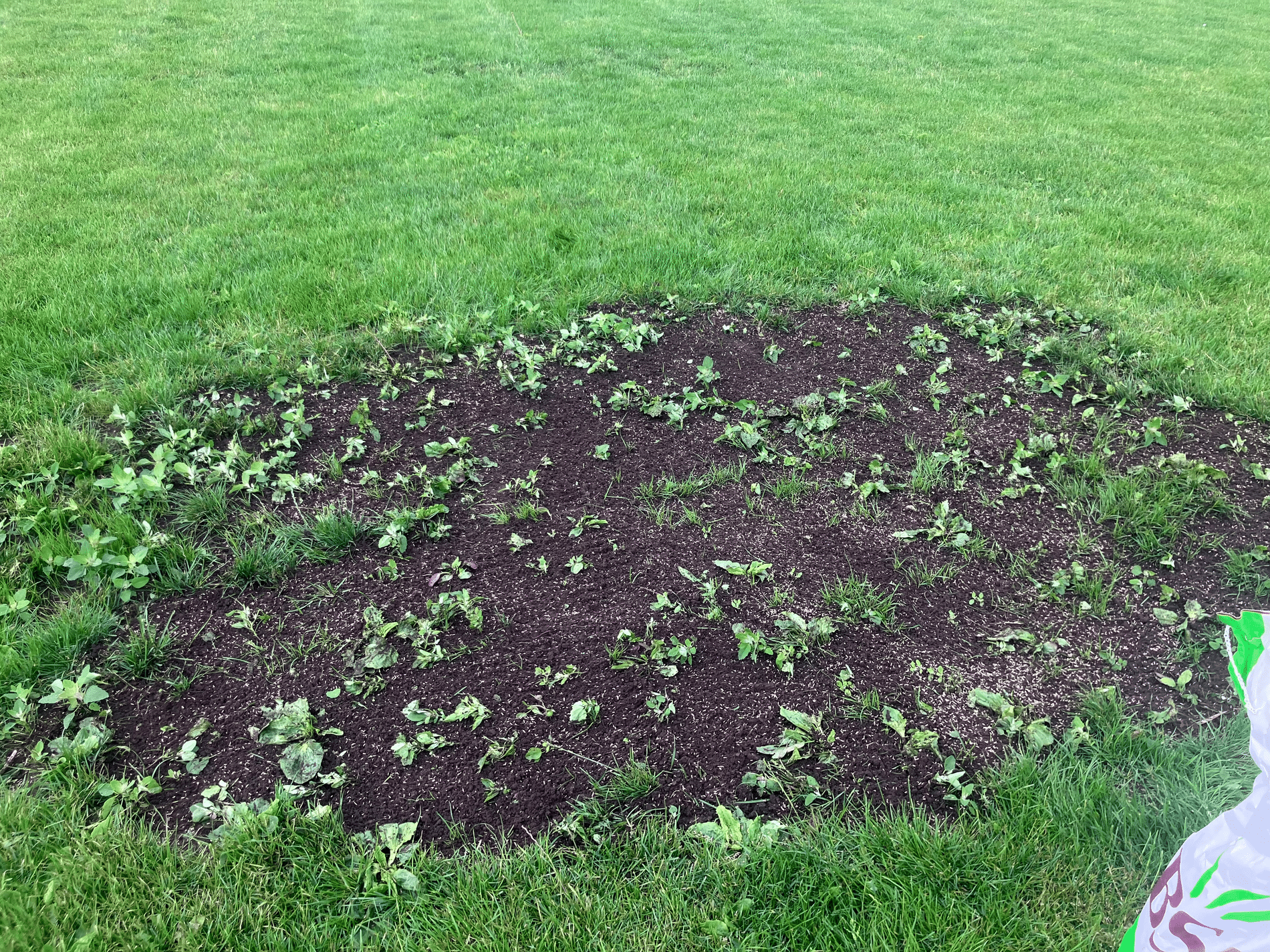 Four steps towards a weed-free natural grass pitch 1