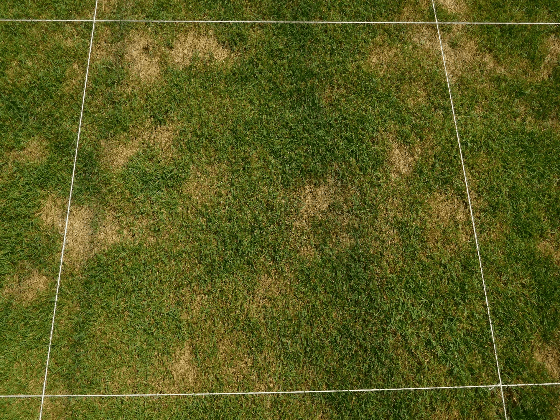 Summer fertilisation: Promoting heat and drought tolerance in turfgrass 2