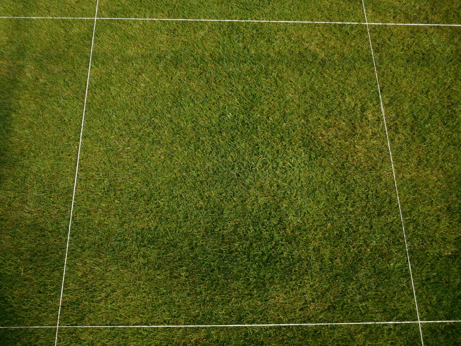 Summer fertilisation: Promoting heat and drought tolerance in turfgrass 1