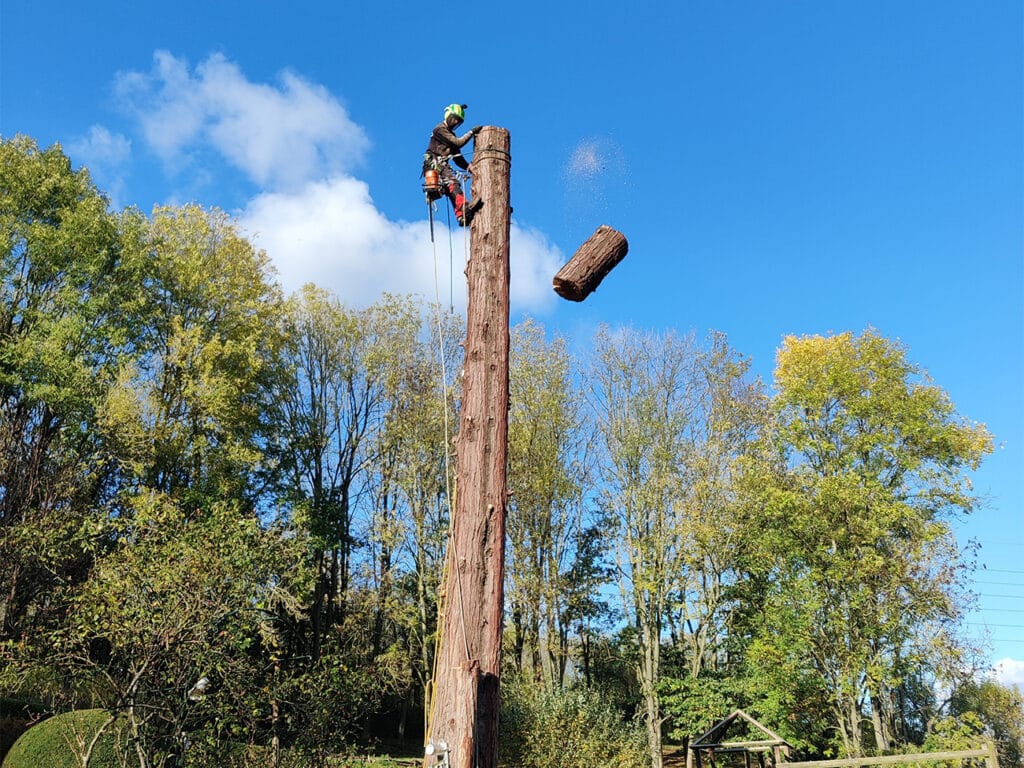 Vers une arboriculture dédiée : CELUI QUI SAUVE LES ARBRES AIDE À SAUVER NOTRE PLANÈTE